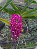 Hol. subulifolium x Rhy. gigantea Pink